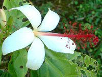 �q�r�X�N�X�E�A�[�m�b�e�B�A�k�X(Hibiscus arnottianus)