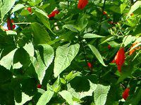 �^�[�N�X�L���b�v(Turk's cap)
