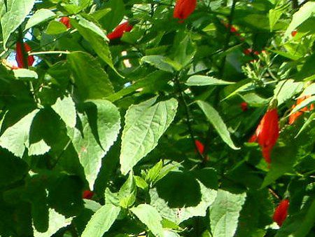 �^�[�N�X�L���b�v(Turk's cap)