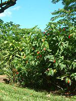 �^�[�N�X�L���b�v(Turk's cap)