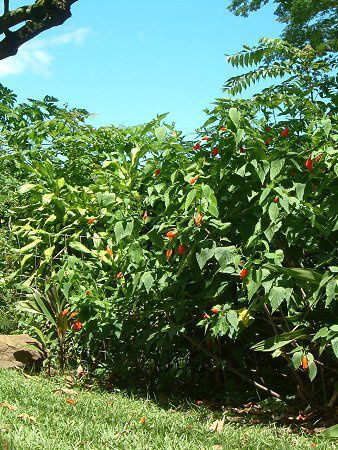�^�[�N�X�L���b�v(Turk's cap)