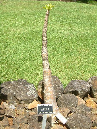 �A�[����(Alula)