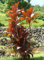 �R���f�B���l�E�e���~�i���X(Cordyline Terminalis)