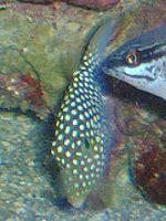 �n���C�A���E�p�t�@�[�t�B�b�V���iHawaiian pufferfish�j 