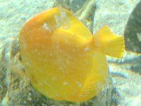 �L�C���n�M(Yellow Tang)