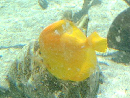 �L�C���n�M(Yellow Tang)