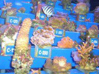 �}�E�C�̐����ق�