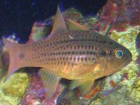 �X�|�b�e�B�h�E�J�[�f�B�i���t�B�b�V��(Spotted cardinalfish)