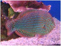 �V���[�g�m�[�Y�E���X(Shortnose wrasse)
