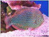 �V���[�g�m�[�Y�E���X(Shortnose wrasse)