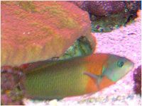 �T�h���E���X�iSaddle Wrasse�j
