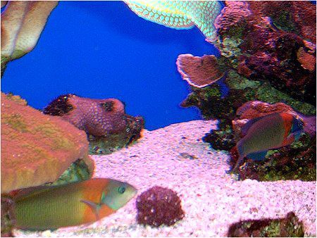 �T�h���E���X�iSaddle Wrasse�j