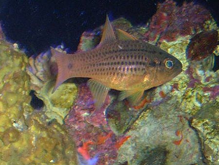 �X�|�b�e�B�h�E�J�[�f�B�i���t�B�b�V���iSpotted cardinalfish�j