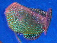 �V���[�g�m�[�Y�E���X(Shortnose wrasse)