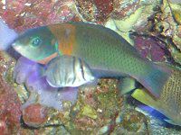 �T�h���E���X�iSaddle Wrasse�j