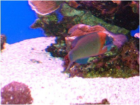 �T�h���E���X�iSaddle Wrasse�j
