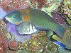 �T�h���E���X�iSaddle Wrasse�j