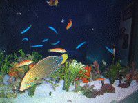 �c���x��