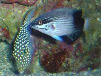 �X�|�e�B�b�h�E�{�b�N�X�E�t�B�b�V���iSpotted boxfish�j