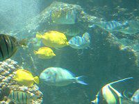 �L�C���n�M(Yellow Tang)