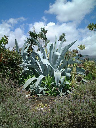 Agave franzosinii cactus