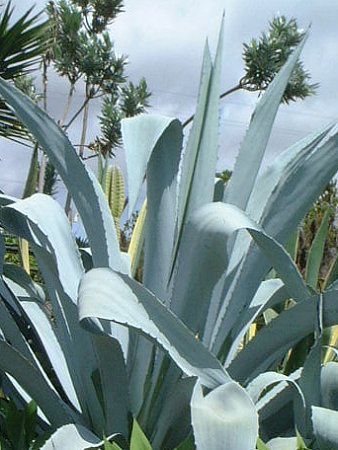Agave franzosinii cactus