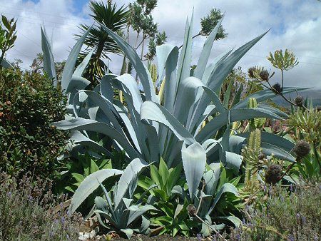 Agave franzosinii cactus