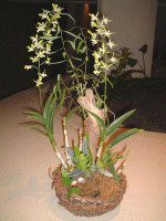 �}�E�C�̃t�����[�A�����W�����g
