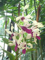 �f���h���r�E��(Dendrobium)