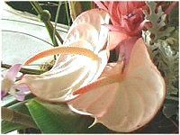 �A���X���E��(Anthurium)