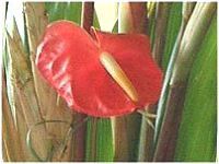 �A���X���E��(Anthurium)