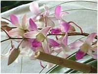 �f���h���r�E����(Dendrobium)