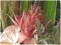 �G�N���A�E�t�@�X�L�A�^�iAechmea fasciata�j