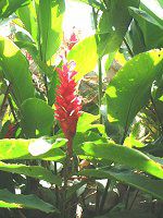 �}�E�C�̃t�����[�A�����W�����g