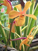 �p�t�B�I�y�f�B����(Paphiopedilum) 