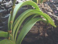 �p�t�B�I�y�f�B����(Paphiopedilum) 