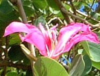 �I�[�L�b�h�c���[(Orchid_Tree)