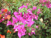 �u�[�Q���r���A(Bougainvillea)