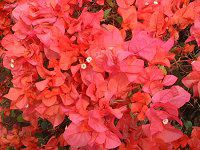 �u�[�Q���r���A(Bougainvillea)