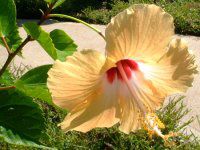 �n�C�r�X�J�X(Hibiscus)