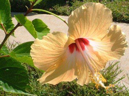 �n�C�r�X�J�X(Hibiscus)