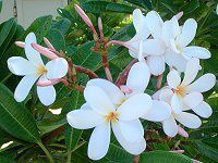 �v�������A(Plumeria)
