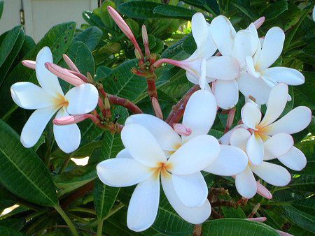 �v�������A(Plumeria)