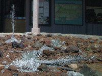 �V���o�[�E�X�E�H�[�h(Silver swords)