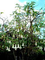 �G���W�F���E�g�����y�b�g�E�c���[(Angel s trumpet tree)