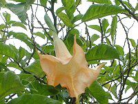 �G���W�F���E�g�����y�b�g�E�c���[(Angel s trumpet tree)
