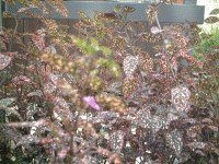 �q�|�G�X�e�X(Hypoestes)