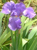 �A�C���X���̈��