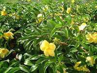 �A���}���_(Allamanda)
