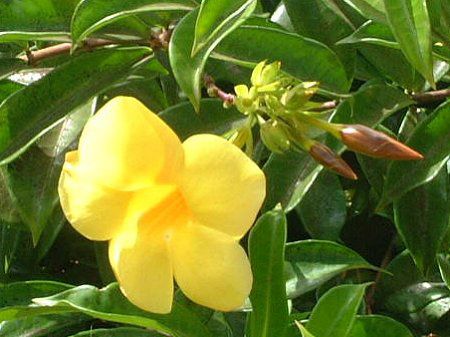 �A���}���_(Allamanda)